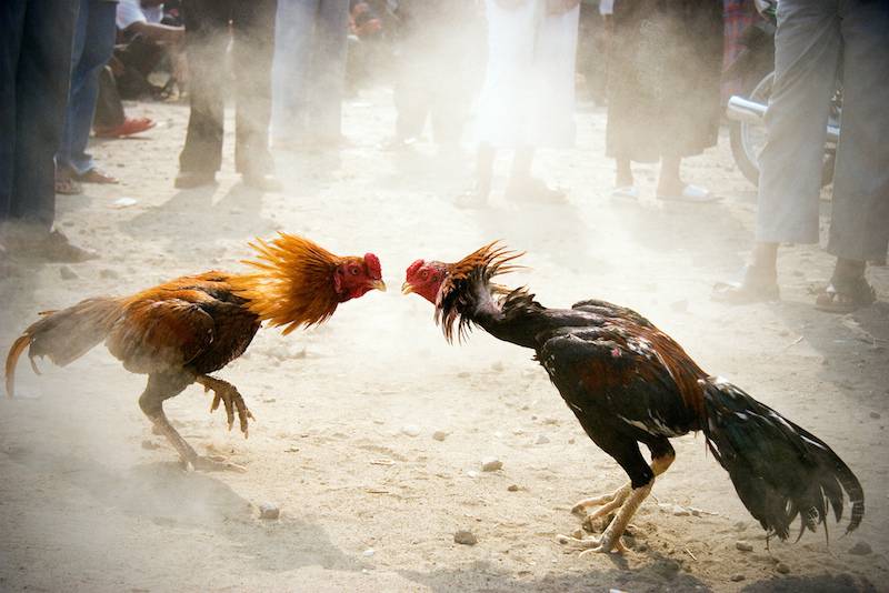 rooster fight