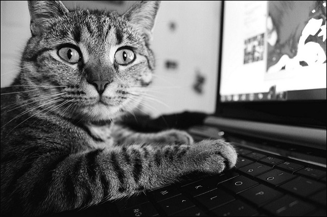 A cat posed as if using a laptop