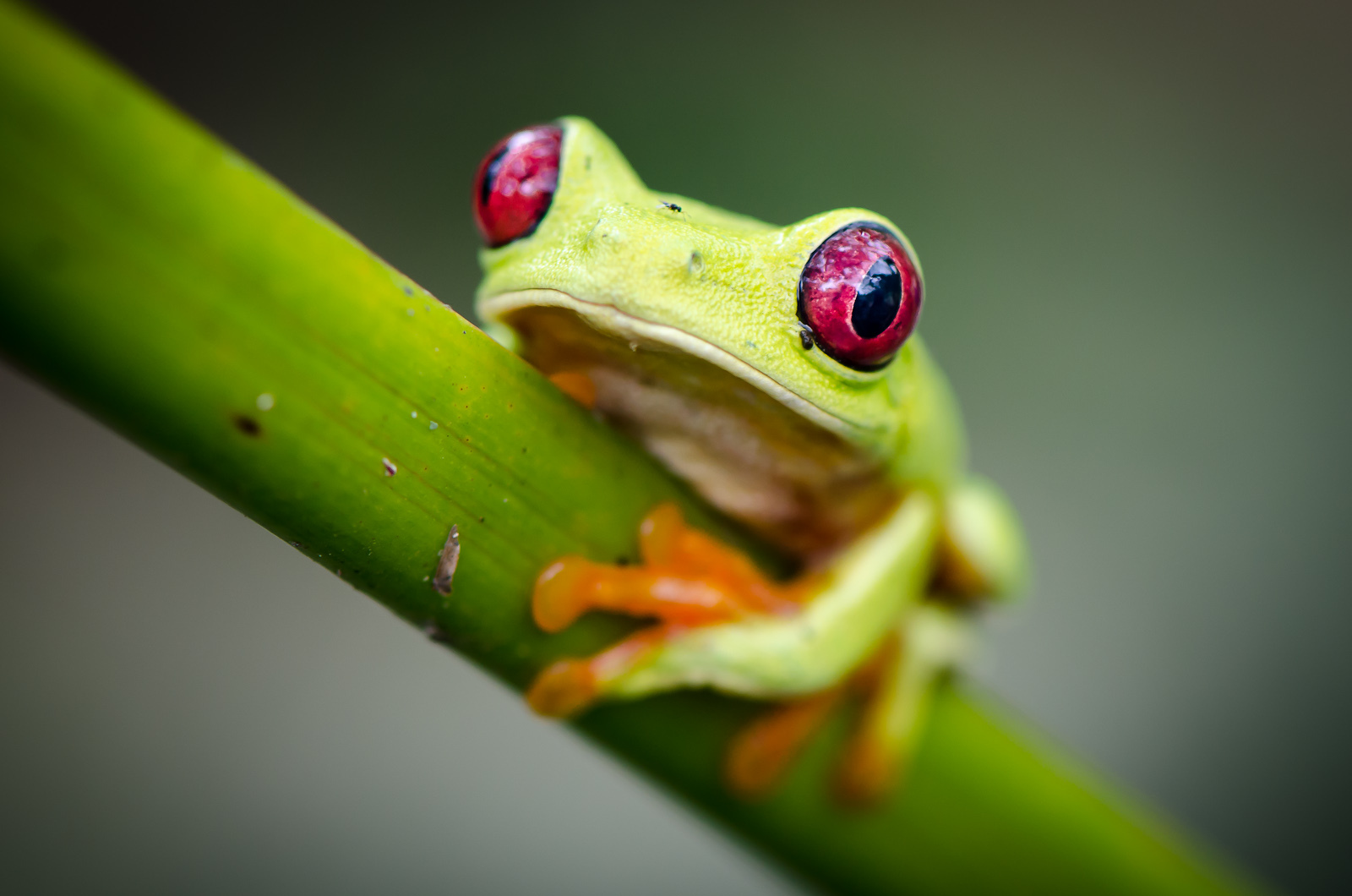 Image of a green tree frog with red eyes